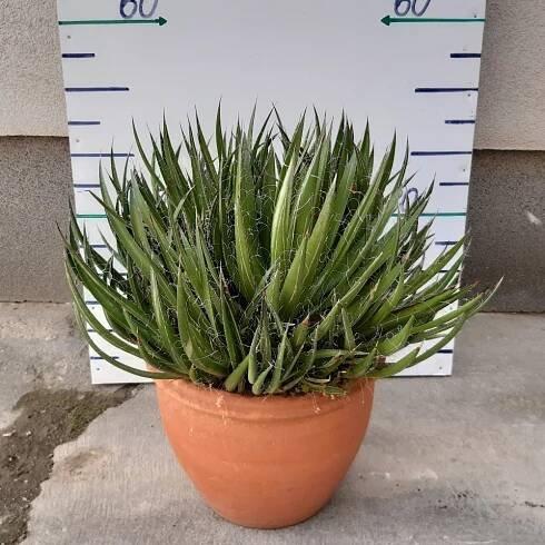 AGAVE VÝŠKA 40 CM