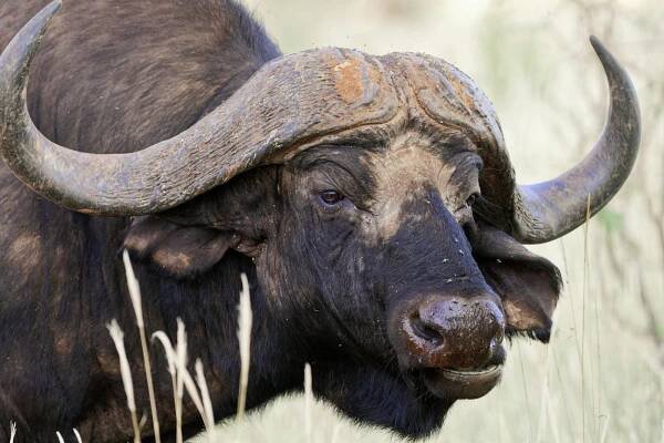 bezplatná Základová fotografie zdarma na téma africké divoké zvěře, africký, africký buvol Základová fotografie