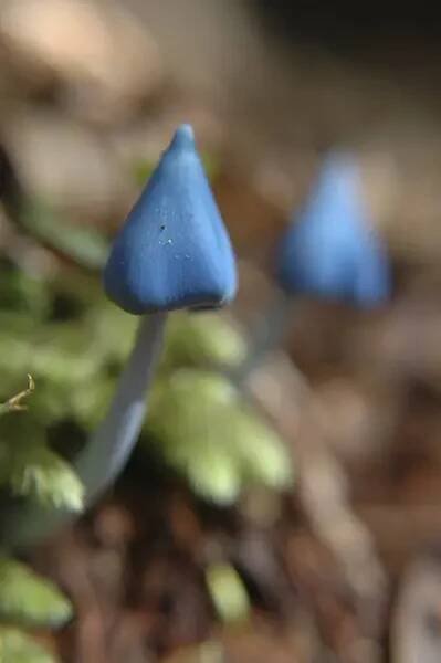 Modrá muchomůrka, Entoloma hochstetteri, Westland, Nový Zéland, Oceánie — Stock obrázek