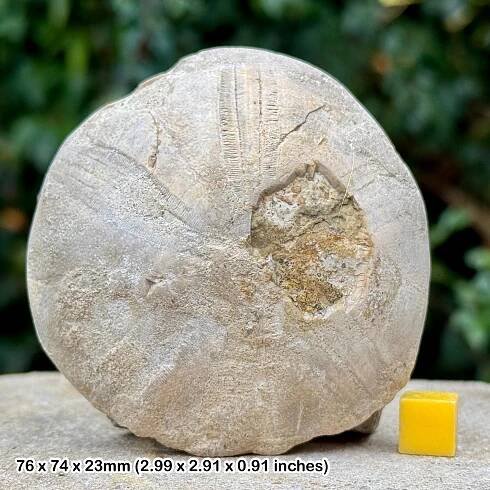 Rare clypeus ploti fossil echinoid – inferior oolite, jurassic, banbury, oxfordshire, uk | authentic specimen