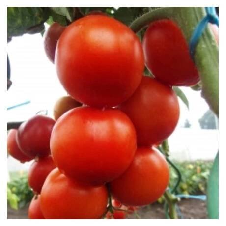 RAJČE TYČKOVÉ ORKADO F1 (SOLANUM LYCOPERSICUM L.) - SEMENA RAJČAT - 0,1 G (CCA 30 KS) - SEMENIŠTĚ