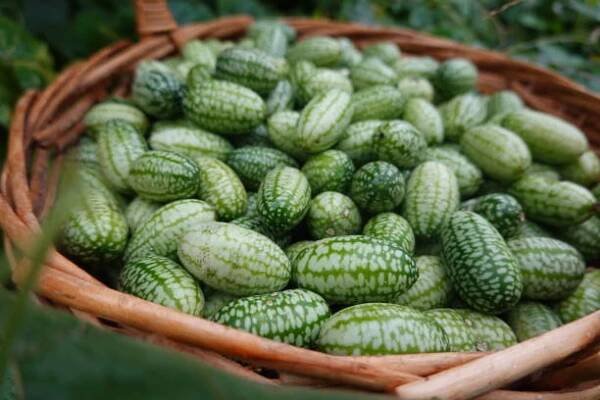 harvesting with a wicker basket cucamelon or mouse watermelon in the backyard garden. harvesting summer fruit in the vegetable garden Melothria scabra stock fotka