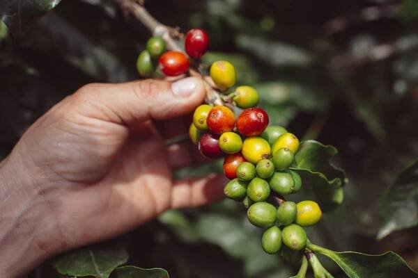 A Risk for a Risk: Origin Field notes from Colombia 2019 