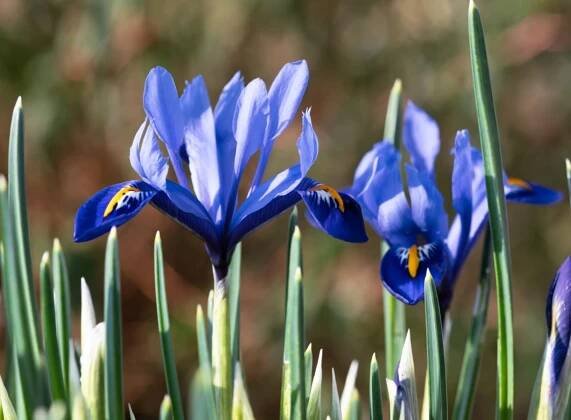 Naturalizing Bulbs in Your Lawn - Everything You Need to Know