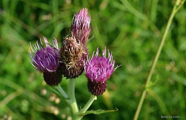 Pcháč potoční (Cirsium rivulare)