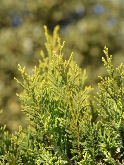 Golden Cypress Care: How To Grow Golden Leyland Cypress Trees