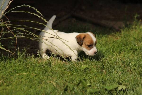 Jack russell terier s PP