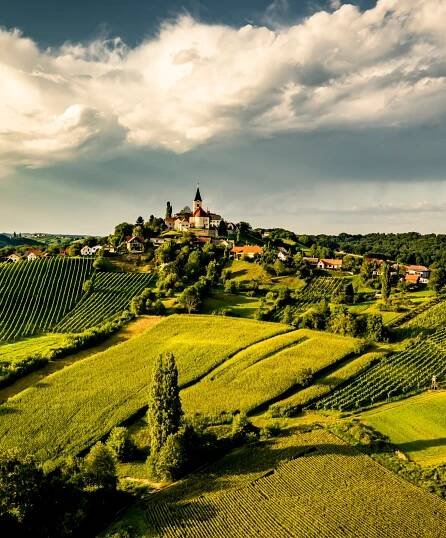 Österreich Wein | BILLA Online Shop