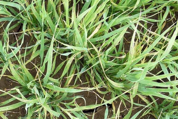 Ošetření semenných porostů lesknice kanárské - Články - Agromanuál.cz