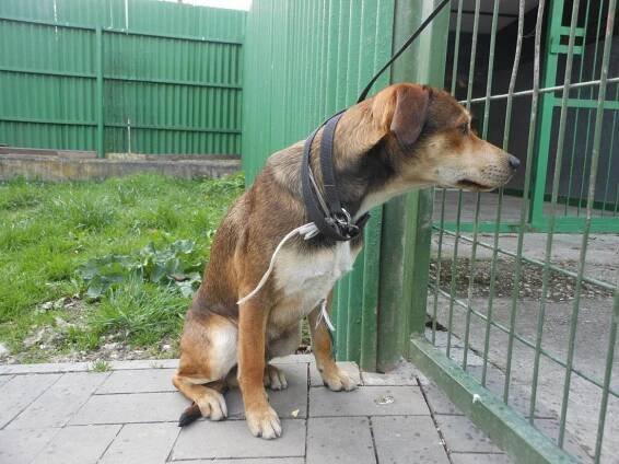 Psi k adopci z útulků, azylů a neziskových organizací