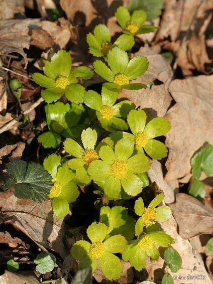 Hvězdnatec zubatý (Hacquetia epipactis)