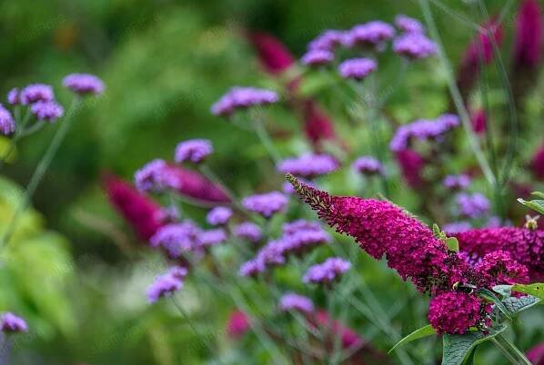 Budleja Davidova 'Royal Red' (Buddleja davidii) Květináč 2.0 l Latinský název buddleja davidii