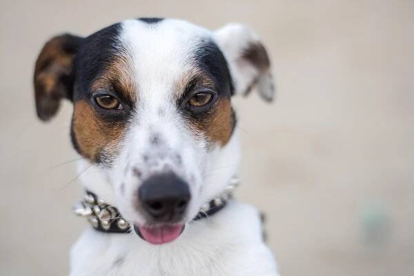 Jack Russell, Příroda, Pes, Zvíře