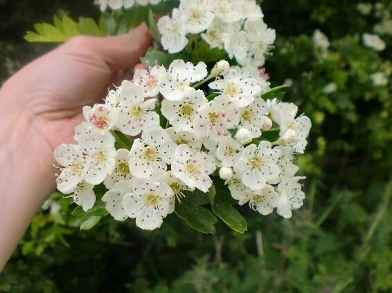 May Flower Syrup...In June! - The Herbal Hub with Vivienne Campbell
