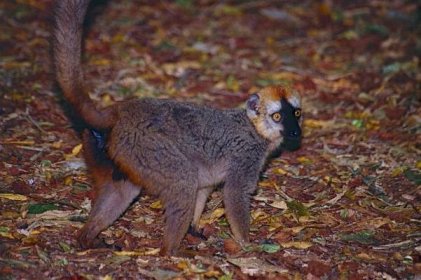 Lemur rudočelý – Wikipedie