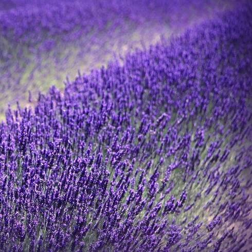 Lavandula Levandule úzkolistá HIDCOTE BLUE Nízká Voňavá! Mrazuvzdorná