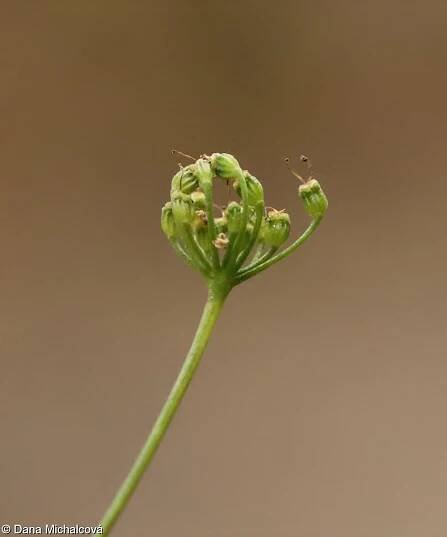 Pimpinella saxifraga – bedrník obecný • Pladias: Databáze české flóry a vegetace