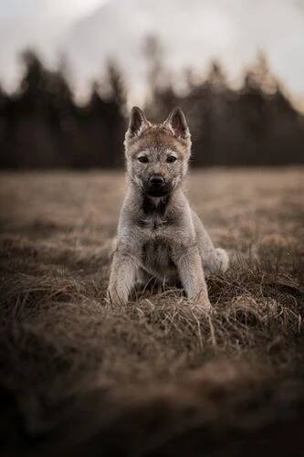 Profesionální focení psů: zachyťte kouzlo okamžiku Čistá u Horek Wolves Photographers - Vít Antoš • Firmy.cz