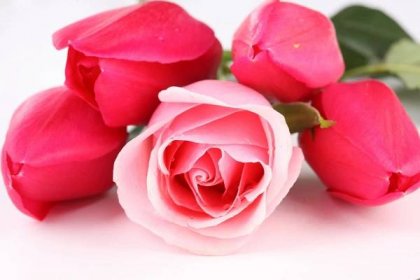 Tapeta Úžasný pohled na růžové růže 4K