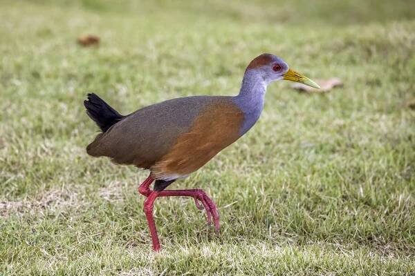 Russet-naped wood rail