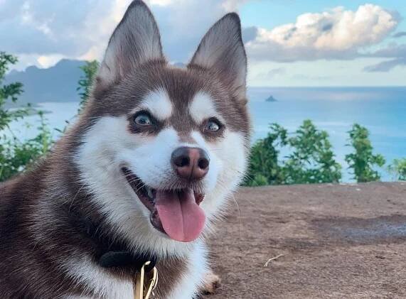 Si Mini Husky