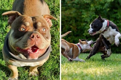 American Bully Dog Breed All Information Covered