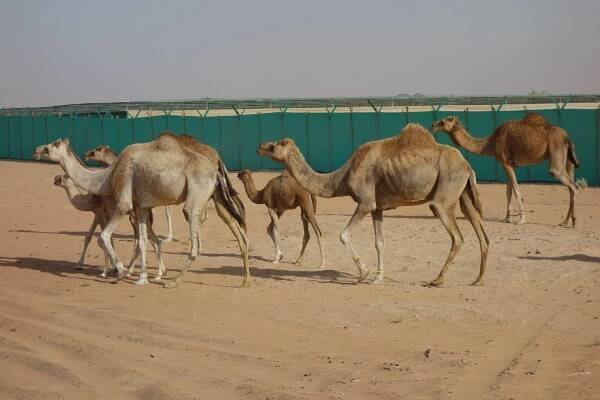 Pouštní safari v Dubaji - džípem do písečných dun | Krauzovi na cestách
