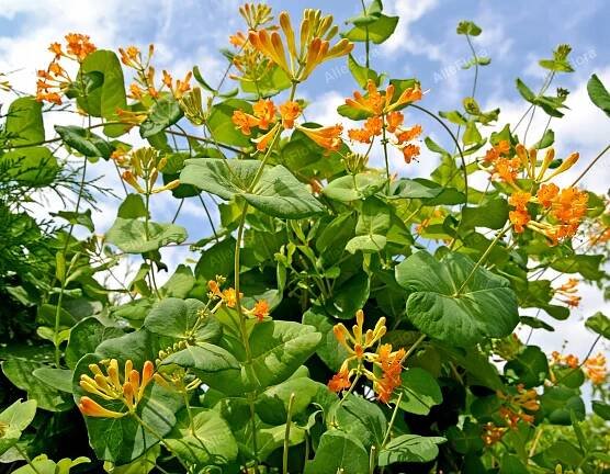 Zimolez Tellman Voňavé květy (Lonicera tellmanniana) Květináč 2.0 l Výrobce Gospodarstwo Ogrodniczo-szkółkarskie Tęczowa Dolina