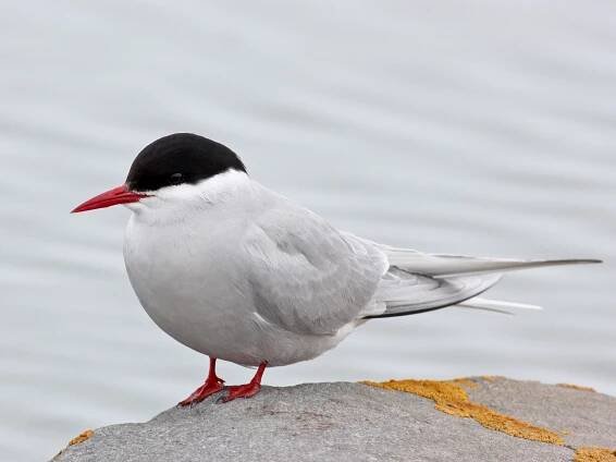 Breeding adult - ML308404981