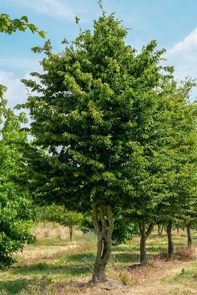 Carpinus betulus | habr obecný - Van den Berk školky
