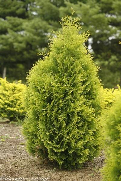 Polar Gold Arborvitae