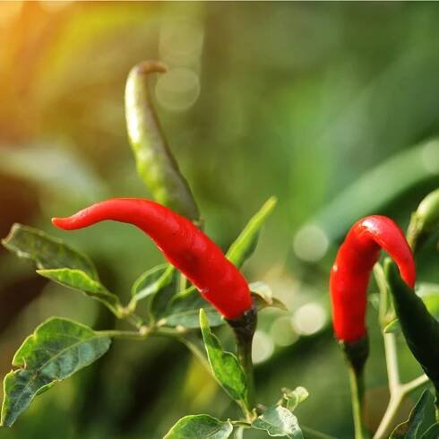 Chilli Thai Hot – Capsicum annuum – semená chilli