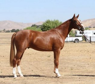 Our Secrets to Selecting Thoroughbred Mares