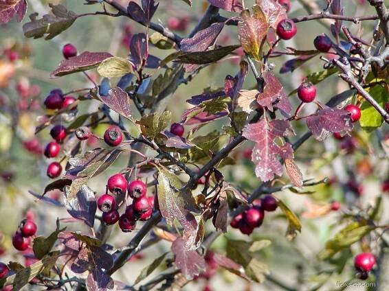 Hloh jednosemenný (Crataegus monogyna)