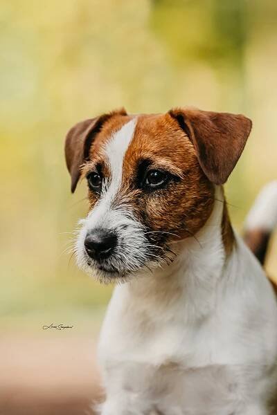 Des’ree od Hadího potoka – Jack Russell teriér od Hadího potoka