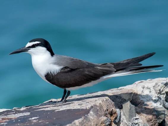 Breeding adult - ML308184371