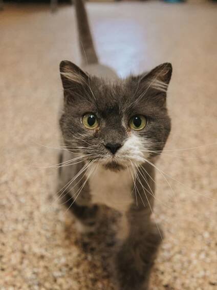 Gray and white cat walking toward the camera with green eyes, indoors on a beige floor.