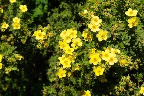 keř potentilla fruticosa sommerflor keř cinquefoil žluté květy se zelenou - mochna plazivá - stock snímky, obrázky a fotky