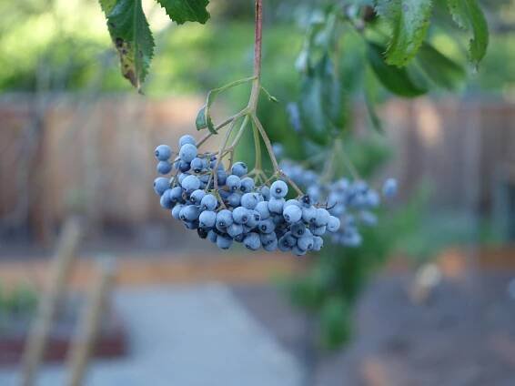 Sambucus cerulea berries