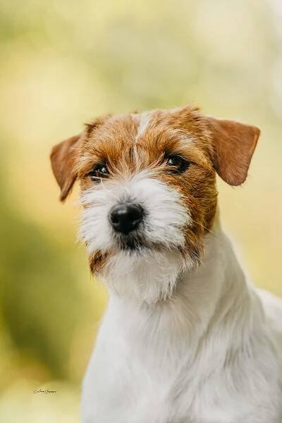 BOW – WOW OD HADÍHO POTOKA – Jack Russell teriér od Hadího potoka