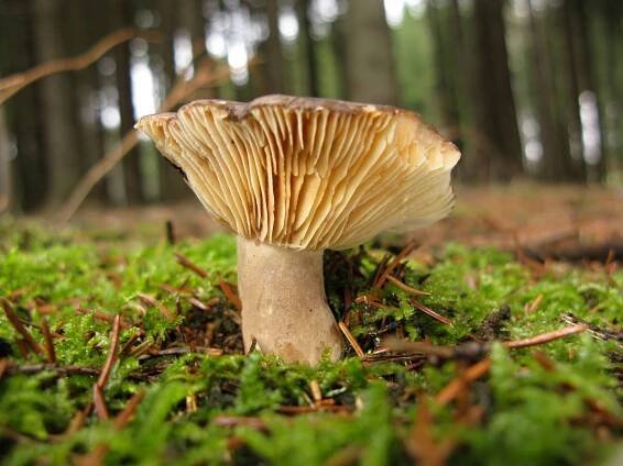 Čirůvka fialová je výtečná houba, musí se ale řádně tepelně upravit