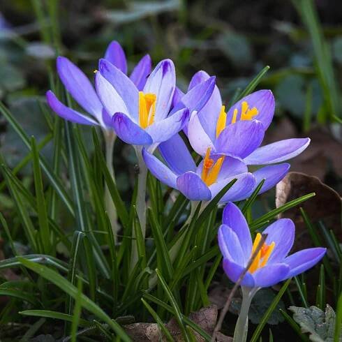 Základová fotografie na téma botanický, brzké jaro, detail, fialová kytka, flóra, fotografie přírody, jarní čas, jaro, jemný