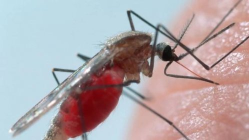 Komáři přenáší množství nemocí. Tyto můžete chytit i v Česku!
