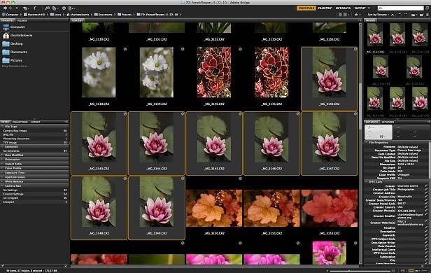 Adobe Bridge display