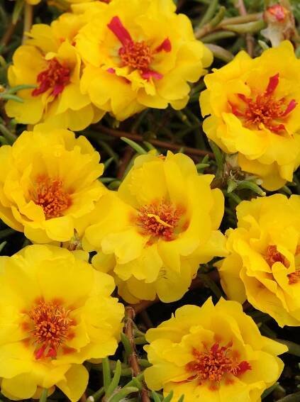 Portulaca Happy Trails Yellow - Ball