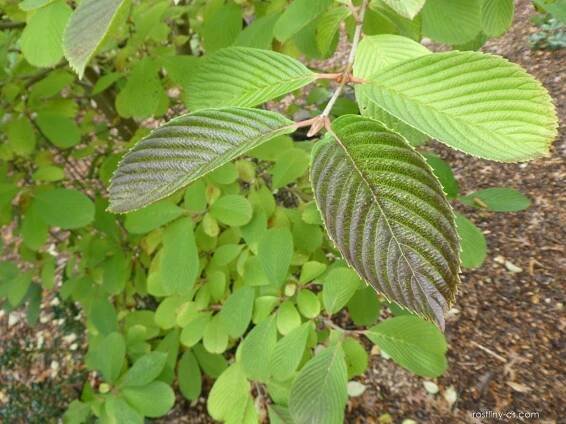 Kalina Sieboldova - větévka s listy (Viburnum sieboldii), listy