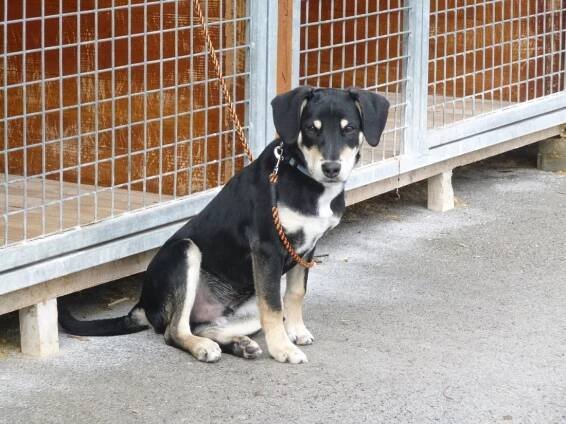 Psi k adopci z útulků, azylů a neziskových organizací