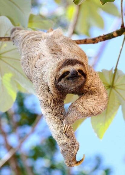12 Adorable Facts About Sloths - The Paws | Cute baby sloths, Sloth facts, Sloth