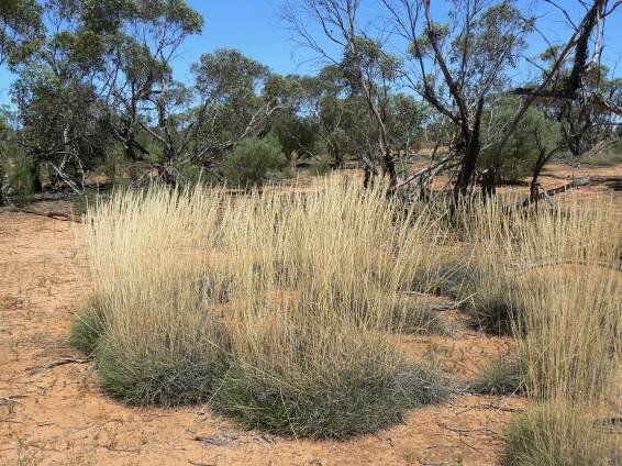 Spinifex grass – friend and foe