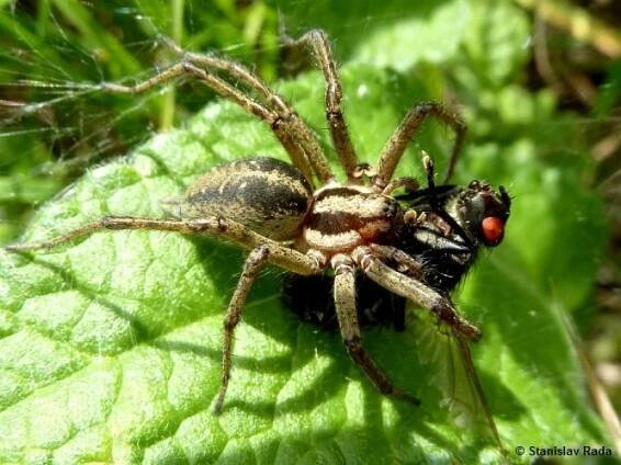Agelena labyrinthica - pokoutník nálevkovitý | Agelenidae - pokoutníkovití | Natura Bohemica